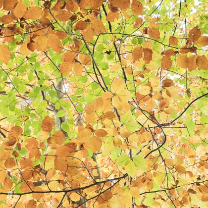 autunno