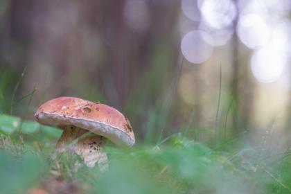 Boletus-edulis-prima-della-pioggia