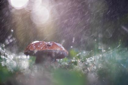 boletus-nella-pioggia
