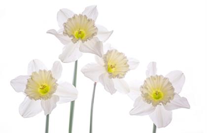 bianco su bianco