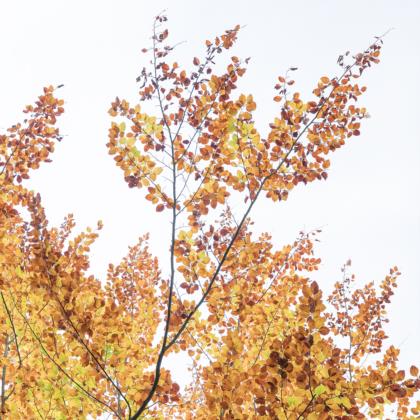 cieli-d'autunno