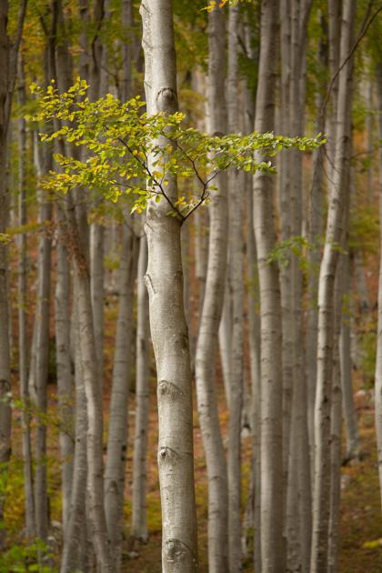 cromie-del-bosco