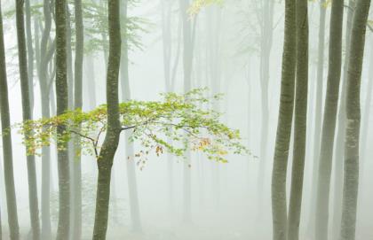 faggeta-nella-nebbia