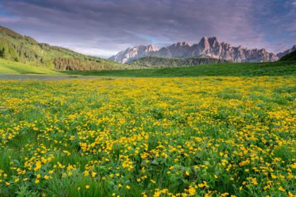 giallo