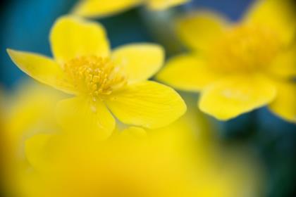giallo
