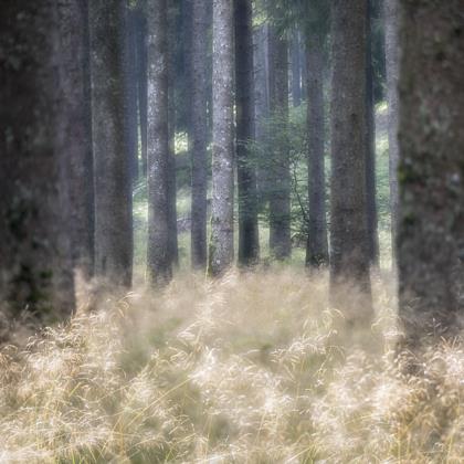 nel-bosco